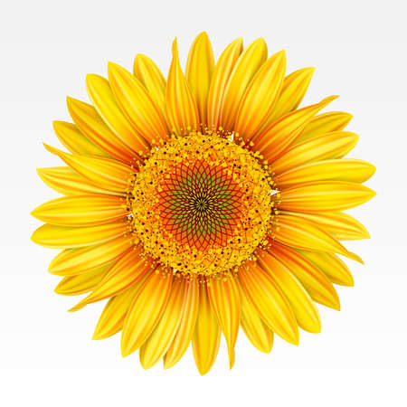 Yellow sunflower on the  white background. Mesh.のイラスト素材
