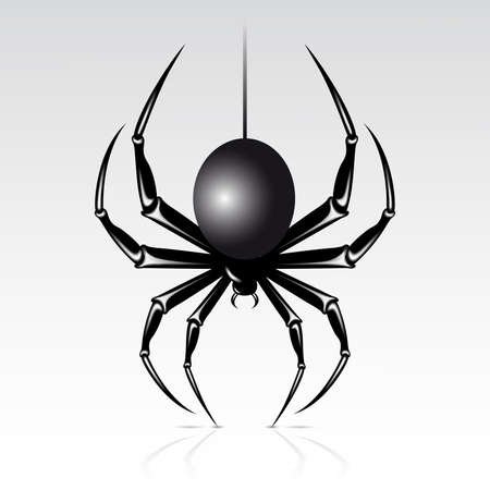 Black spider on a white background. Isolated.のイラスト素材