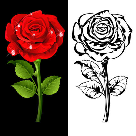 Set from  red and white roses.のイラスト素材