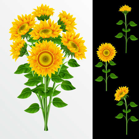 Bouquet from yellow sunflowers  on a white backgroundのイラスト素材