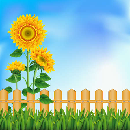 Background with a field of sunflowers and blue skyのイラスト素材