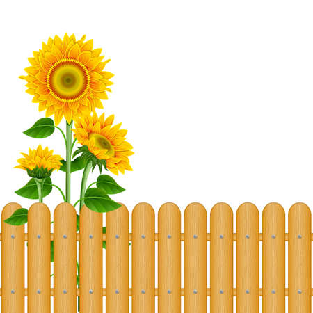 Sunflowers and a fence on a white backgroundのイラスト素材