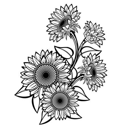 Sunflower flower vector drawing. Isolated on white backgroundのイラスト素材
