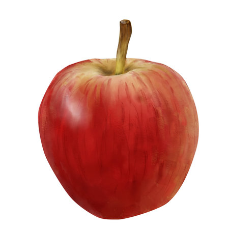 The apple is red, highlighted on a white background. , Made with watercolor brushes in Photoshop manually.の写真素材