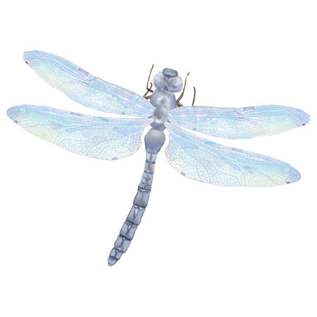 A graceful dragonfly with transparent wings and a segmented body. Watercolor digital illustration, isolated on a white background. The dragonfly has large light blue wings with visible veins.の写真素材