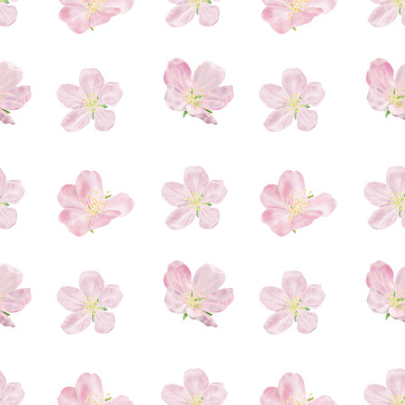 Delicate pink flower, white petals and yellow stamens, seamless pattern. Watercolor digital illustration. Japanese sakura and branches of blossoming cherry and apple tree isolated on white background.の写真素材