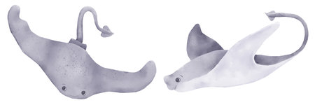 Sea stingray with a long graceful tail Watercolor illustration. A set of marine animals from the...