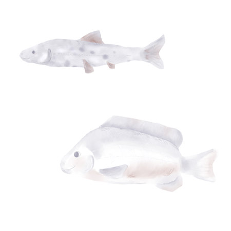 Sea and river fish. Watercolor illustration. A set of cute fish in beige shades, isolated on a white background.の写真素材