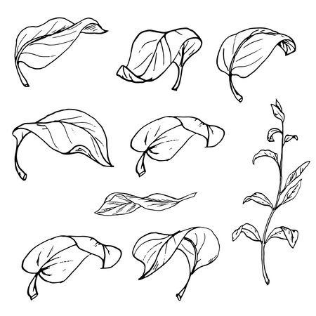 Leaves of different shapes and a twig, black and white ink sketch. Vector illustration. A botanical set of leaves of trees and flowers, isolated on a white background. Linear drawing in a simple styleのイラスト素材