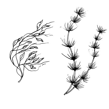 Seaweed, a sketch in black and white ink. Vector illustration. A set of underwater plants, leaves and stems, isolated on a white background. Linear drawing in a simple styleのイラスト素材