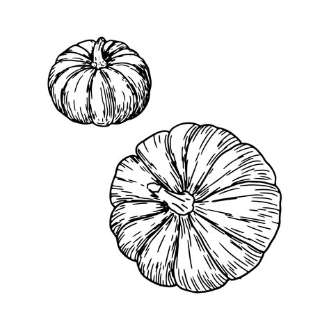 Pumpkins, set, black and white sketch. Vector illustration. A traditional decorative element for Halloween, isolated on a white background. Pumpkins for Thanksgiving, drawing in a simple style.のイラスト素材