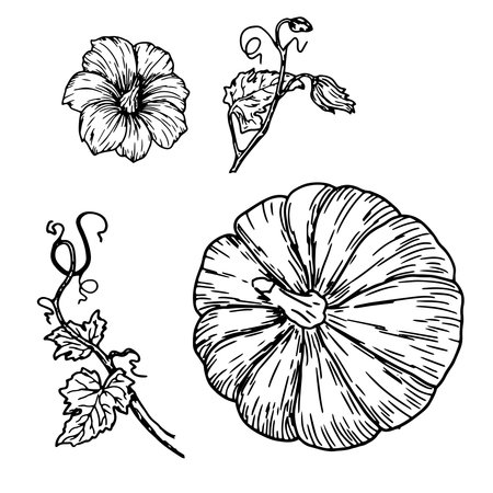 Pumpkin, pumpkin flower and twig with green leaves, set, black and white sketch. Vector illustration. Traditional decorative element for Halloween, isolated on background. Pumpkins for Thanksgivingのイラスト素材