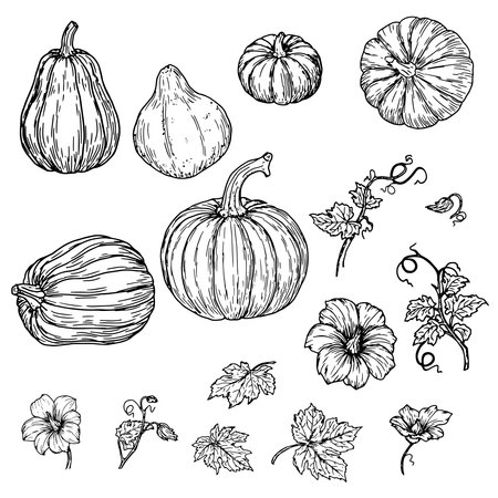 Pumpkin, pumpkin flower and twig with green leaves, set, black and white sketch. Vector illustration. Traditional decorative element for Halloween, isolated on background. Pumpkins for Thanksgivingのイラスト素材