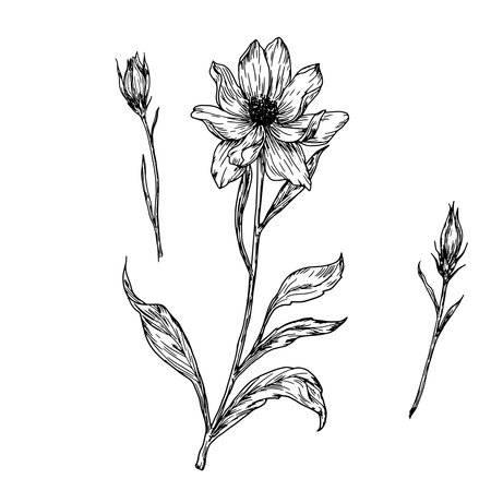 Wildflowers with buds and leaves, set of silhouettes, black and white sketch. Vector illustration.Einacea, wild tulip, meadow flower, isolated on white background. Theme of nature, spring and summerのイラスト素材