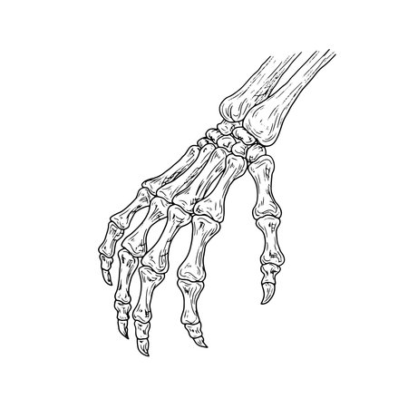 Skeleton hand, fingers made of bones, silhouette drawing, black and white sketch. Vector illustration. Classic Halloween decor, isolated on white background. For cards, invitations and textilesのイラスト素材