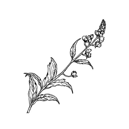 Spring flowers, leaves, silhouette black and white sketch. Vector illustration. Field and meadow flowers, isolated on white background. For invitations, cards for wedding, Valentines Day and birthdayのイラスト素材