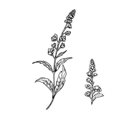 Spring flowers with petals and leaves, set of silhouettes, black and white sketch. Vector illustration. Meadow flowers, isolated on white background. For invitations, cards for wedding, and birthdayのイラスト素材