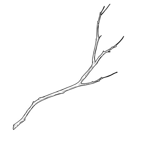 Tree branch with thin twigs silhouette black and white sketch. Vector illustration. Spring and winter tree, isolated on white background. For decoration for birthday, wedding, postcards and invitationのイラスト素材