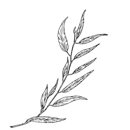 Willow branch with graceful thin leaves, simple sketch. Vector illustration. Olive tree branches isolated on white background. Botanical illustration. For design of postcards and invitations.のイラスト素材