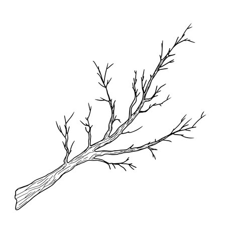 Tree branch with thin twigs silhouette black and white sketch. Vector illustration. Spring and winter tree, isolated on white background. For decoration for birthday, wedding, postcards and invitationのイラスト素材
