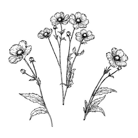 Forest wild flowers with leaves and buds, black and white ink. Vector illustration. Wild flowers, set of silhouettes, isolated on white background. Theme of spring, summer, walks and holidays.のイラスト素材
