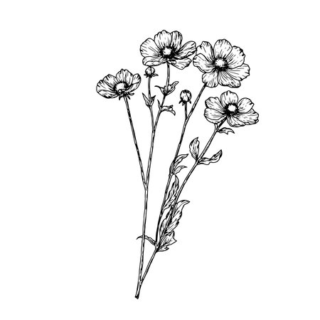 Forest wild flowers with leaves and buds, black and white sketch. Vector illustration. bouquet of wild flowers isolated on white background. Theme of spring, summer, walks and holidays.のイラスト素材