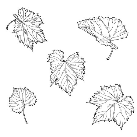 Graceful grape leaves, black and white sketch. Vector illustration. Leaves of bushes and trees, a set of silhouettes isolated on a white background. Gardening, summer, autumn forest themeのイラスト素材