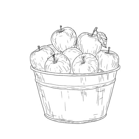 Apples in a zinc bucket, black and white sketch. Vector illustration. Ripe fruits and an orchard, isolated on a white background. Gardening, Autumn harvest, and Thanksgiving Day themesのイラスト素材