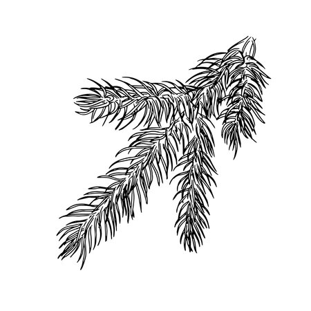 Fir fluffy twig, black and white sketch . Vector illustration. A branch of a pine or fir tree, isolated on a white background. Theme of Christmas, New year, winter and forestのイラスト素材