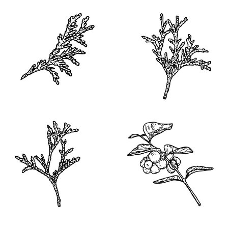Juniper and snowberry, black and white sketch. Vector illustration. Set of winter branches, isolated on a white background. Concept for New Year, gifts, cards, invitations, and textiles.のイラスト素材
