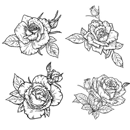 A rose with a bud and leaves, a garden flower, sketch. Vector illustration. A set of flowers with delicate petals, isolated on a white background. For postcards, invitations, textile printingのイラスト素材