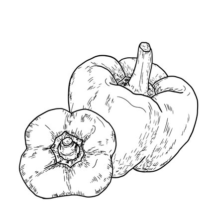Bell pepper, simple drawing, black and white sketch. Vector illustration. Fresh farm vegetables, isolated on a white background. The theme of healthy eating, eco and vegetarianismのイラスト素材
