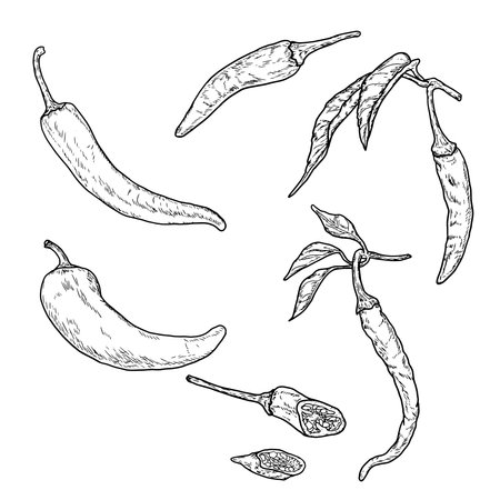 Hot pepper, chili on a sprig with leaves, black and white sketch. Vector illustration. Fresh farm vegetables are cut into rings and slices, a set isolated on a white background.のイラスト素材