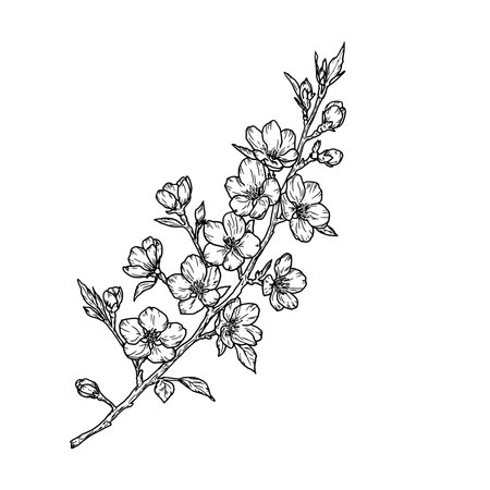Flowering tree branch, black and white sketch. Vector illustration. Spring flowers on a branch, isolated on white background. Floral summer theme, suitable for cards, invitations and textile printing.のイラスト素材