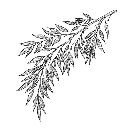 A twig with graceful, thin leaves. Vector illustration. Willow or eucalyptus branches isolated on a white background. Botanical illustration. Design element for cards and invitations, textile printingのイラスト素材