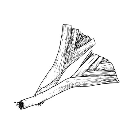 Fresh layman, black and white sketch. Vector illustration. Drawing of healthy organic food isolated on white background. For menus, recipes, for cookbooks and banners.のイラスト素材