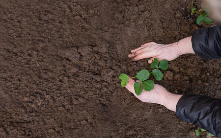 elderly woman's hands plant strawberries in the ground in the garden. spring work with seedling in the garden.の写真素材