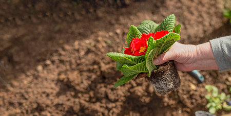 Close up of senior woman's hands holding a flower in a summer garden. old person doing gardening, planting flowers in the garden.の写真素材
