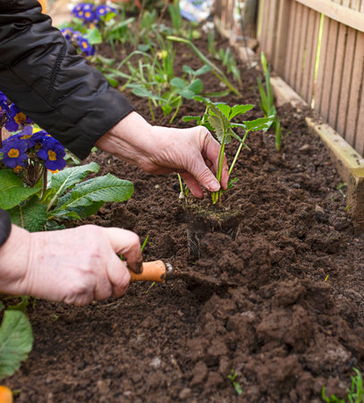 elderly woman's hands plant strawberries in the ground in the garden. spring work with seedling in the garden.の写真素材