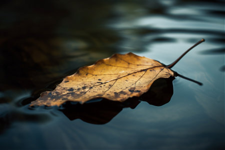 Yellow leaf floats in dark water. AI generated contentの素材