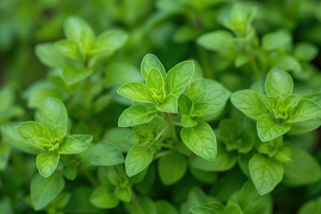 marjoram herb close up backgroundの素材
