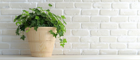 green plant in a wooden pot on white brick wall background, banner with copy spaceの素材