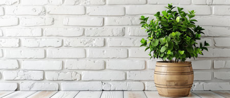 green plant in a wooden pot on white brick wall background, banner with copy spaceの素材