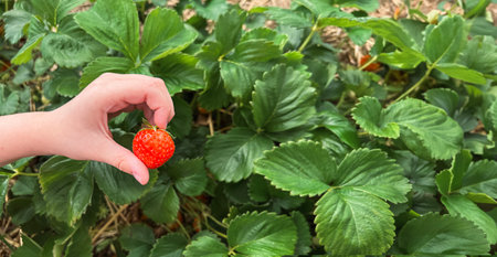 child's hand holding a ripe red strawberry above green strawberry plants, bannerの写真素材