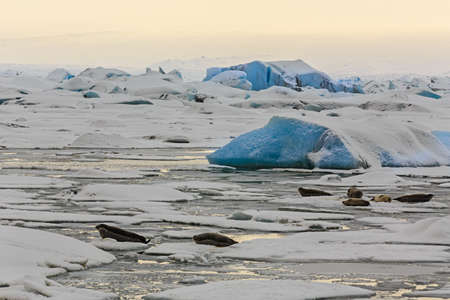 Seals in Jokulsarlon Glacier Lagoon in South Icelandの写真素材