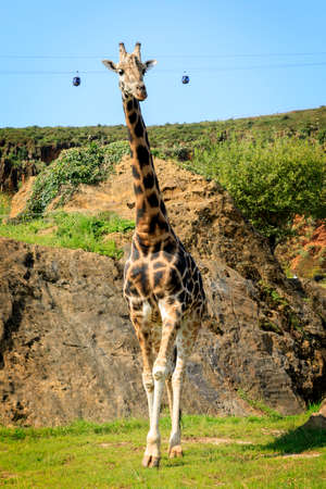 Giraffe in Cabarceno Natural Park, Cantabriaの写真素材