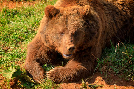Bear in Cabarceno Natural Park, Cantabriaの写真素材
