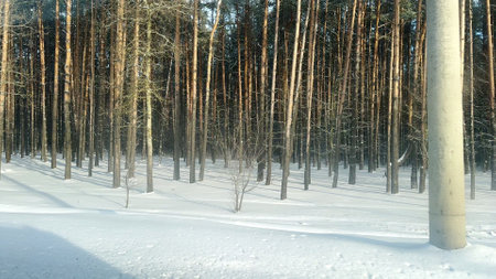 View from side car window on forest in winter, snow, cold weather season nature, trunks. Travel.の写真素材