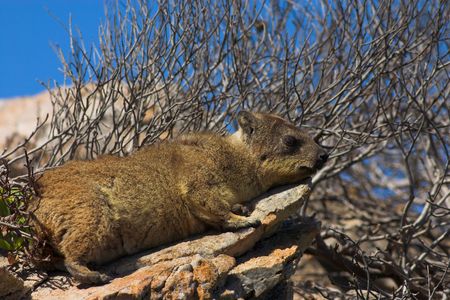 African Badger (Dassie) resting on the rock.