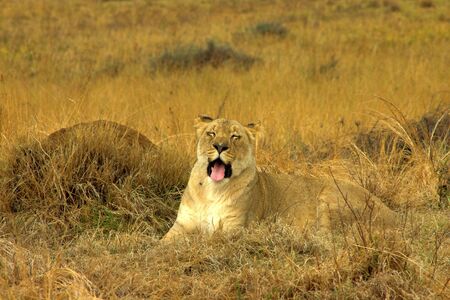 Lioness (Panthera Leo) lying down in the yellow grass, preparing to sleep.の写真素材